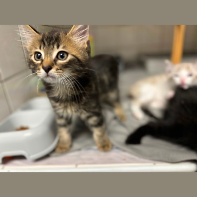 Photo of Papaya