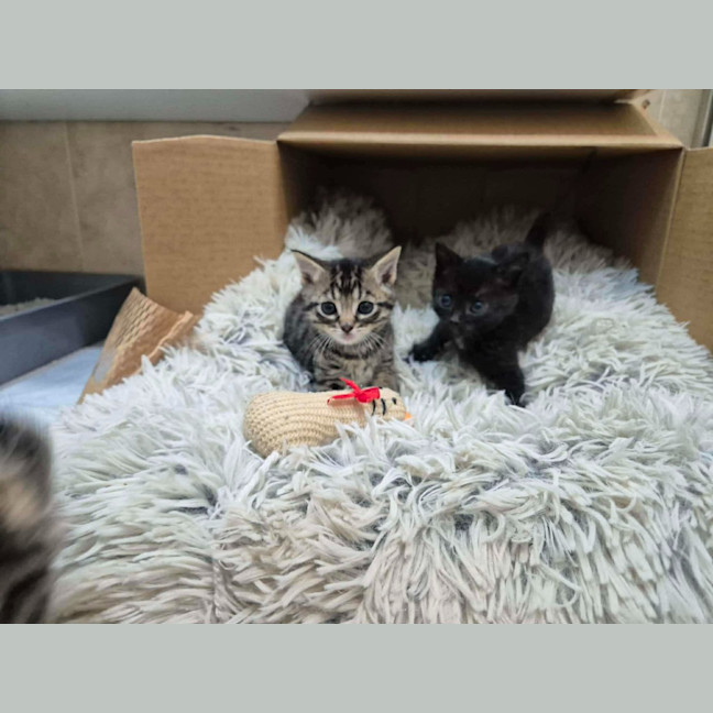 Photo of Burnt Marshmallow (Burni)