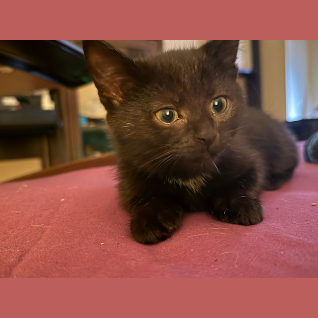 Photo of Nova Moo