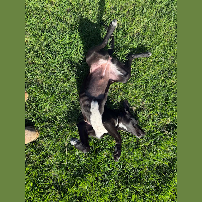Photo of Olive