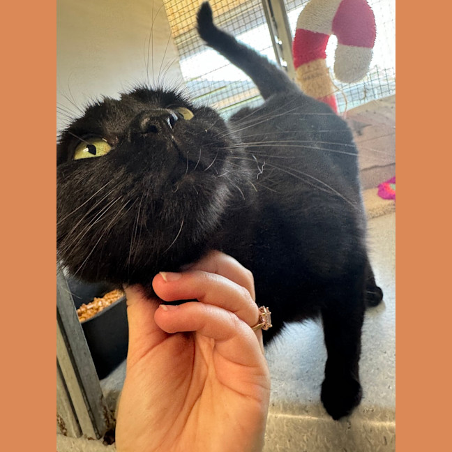 Photo of Purrcy