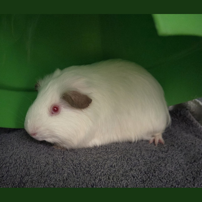 Photo of Quick Silver