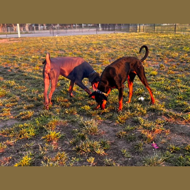 Photo of Ms Z. Von Dobermann