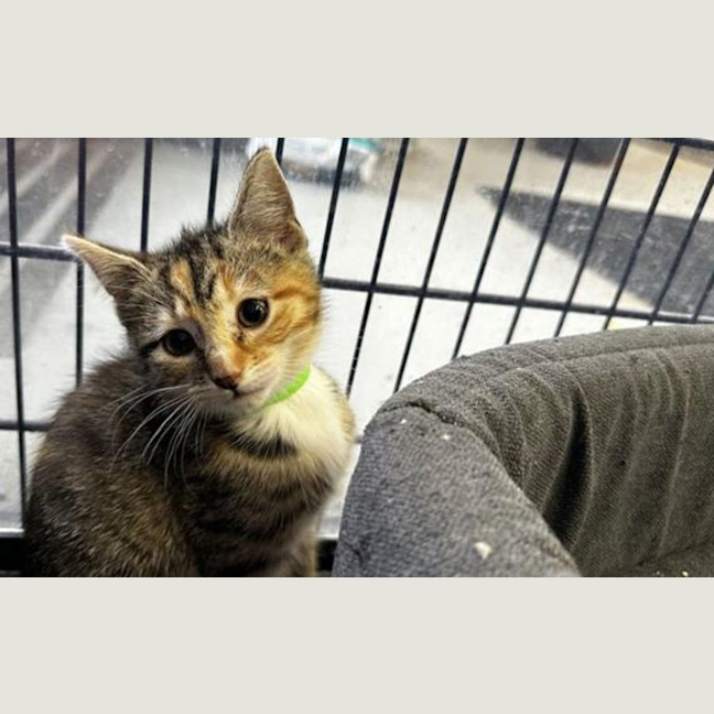 Photo of Crunchie