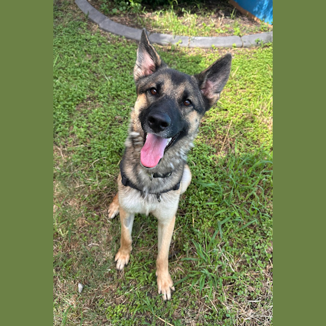 Photo of Xylon