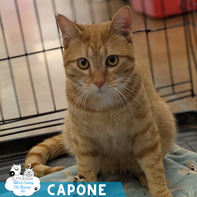 Photo of Capone