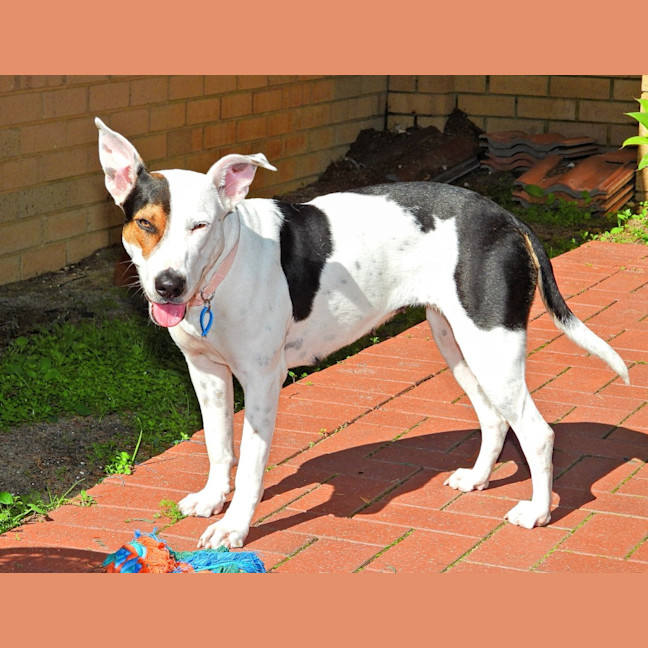 Photo of Lola (Was Honey)