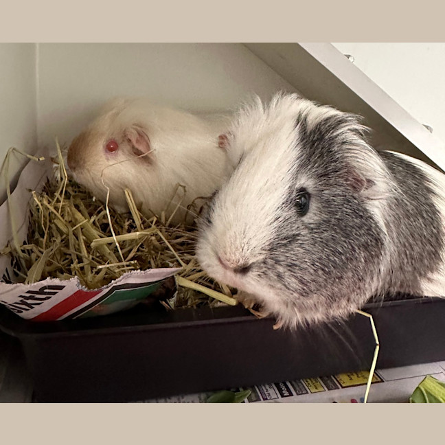 Photo of Ivy (Bonded To Pearl)