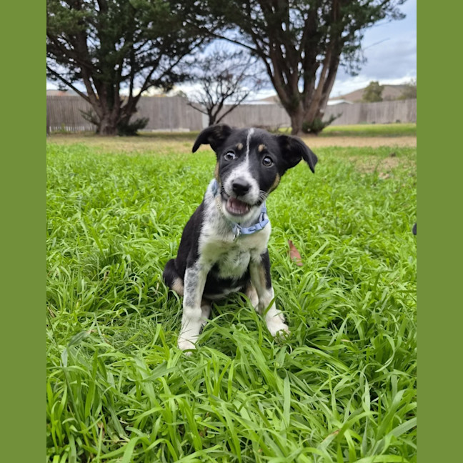 Photo of Beanie