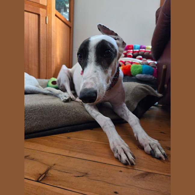 Photo of Dixie, The Greyhound