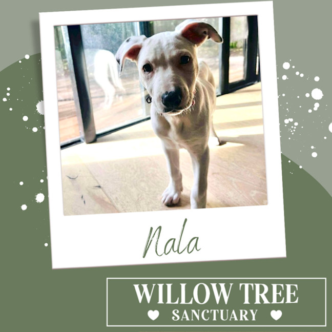 Photo of Nala