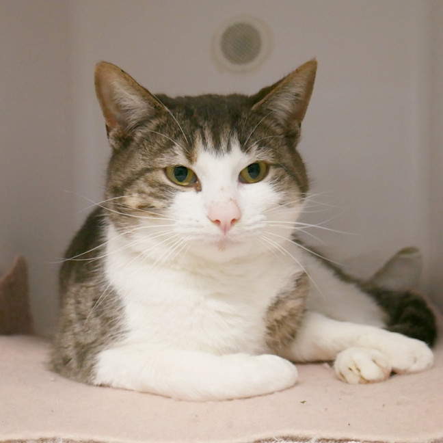 Photo of Turtle Sta012885