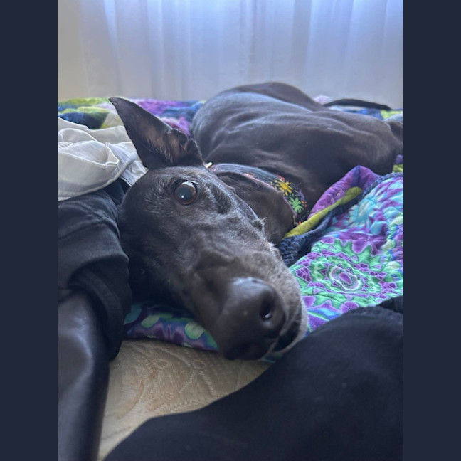 Photo of Bingo, The Greyhound