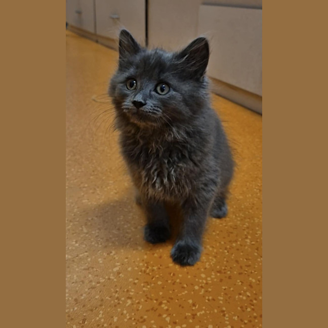 Photo of Peanut