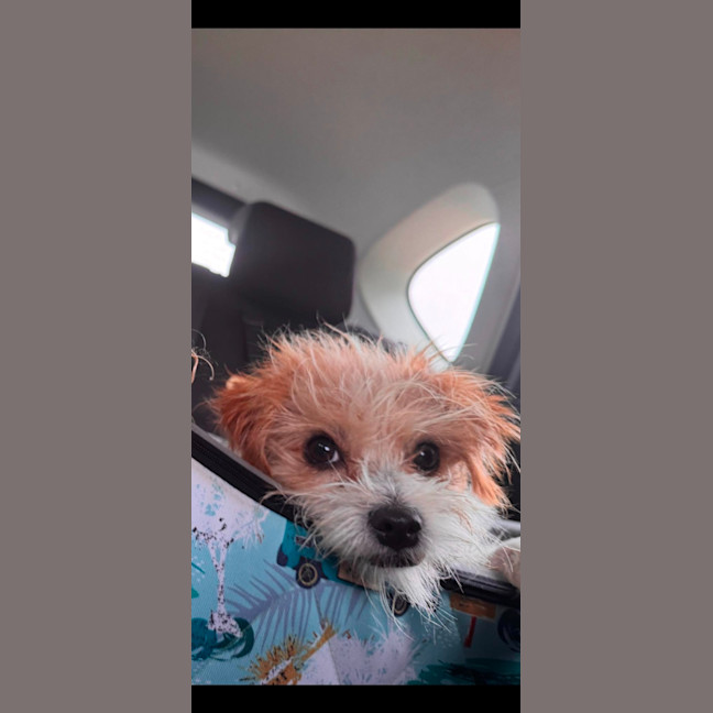 Photo of Muppet