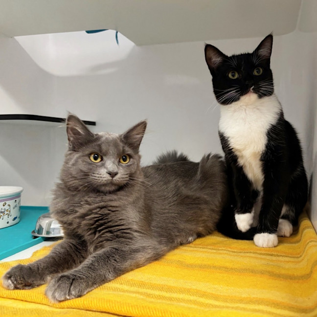 Photo of Emma Stk013179 & Freddie Stk013181