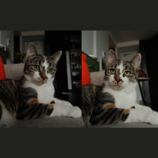 Photo of Queenie