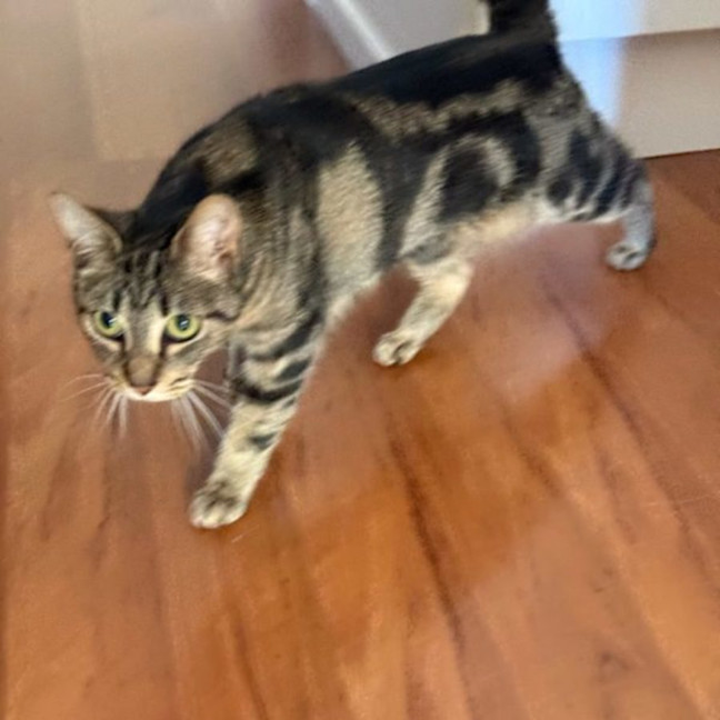 Photo of Sylar   Now At Pet Quarters Morisset