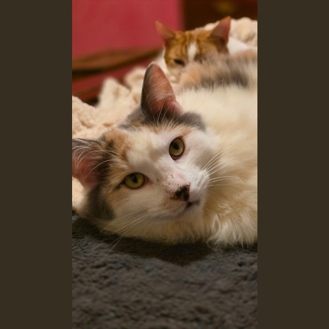 Photo of Lily