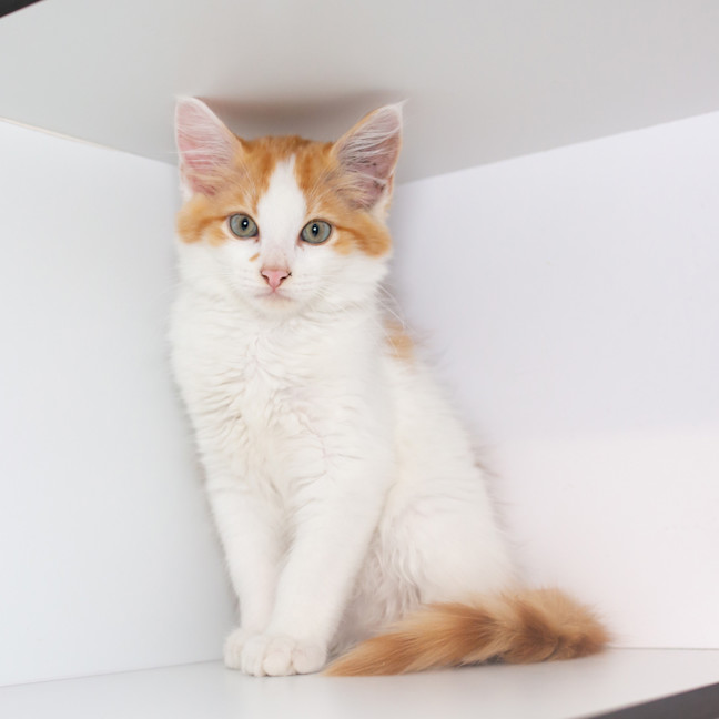 Photo of Oliver