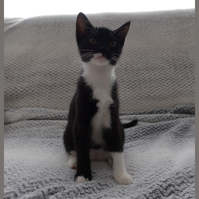 Photo of Pip