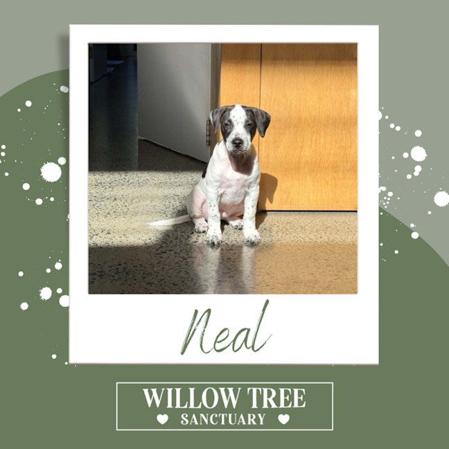 Photo of Neal