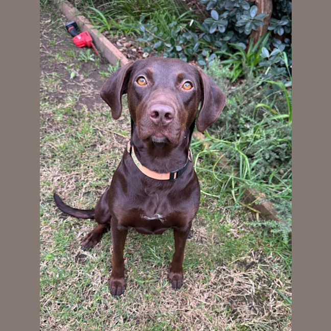 Photo of Marley