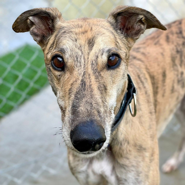 Photo of Maxwell The Greyhound