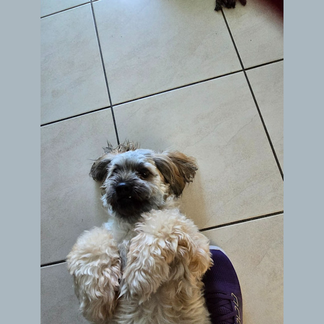 Photo of Rusty