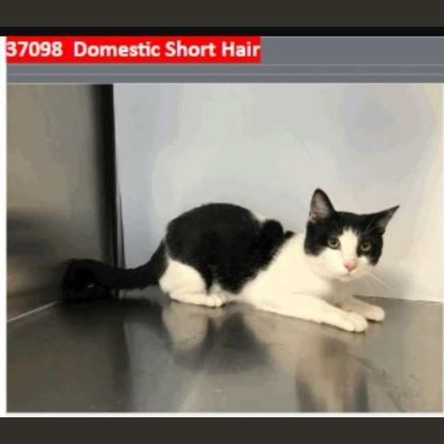 Photo of Sylvester