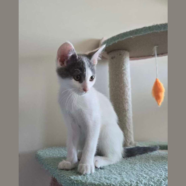 Photo of Cabbage   Meet Me At Vets On Parker