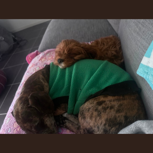Photo of Koda 