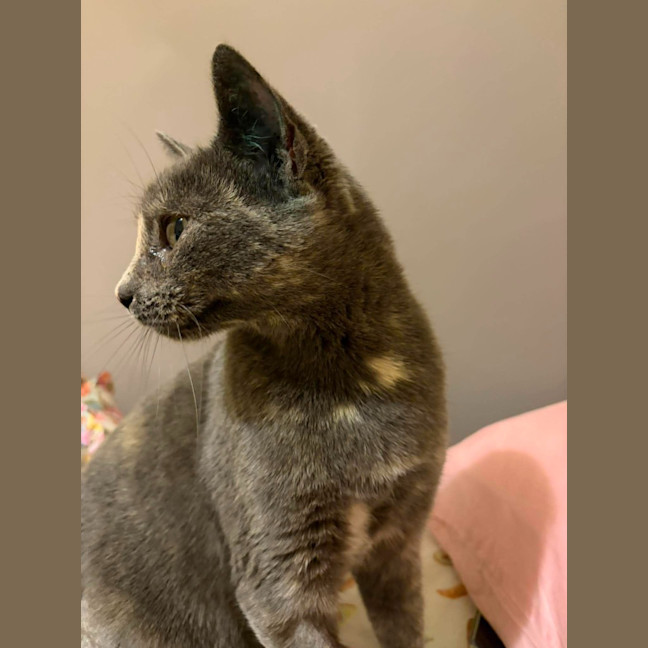 Photo of Luna