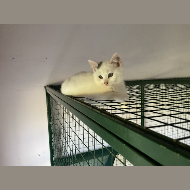 Photo of Dot