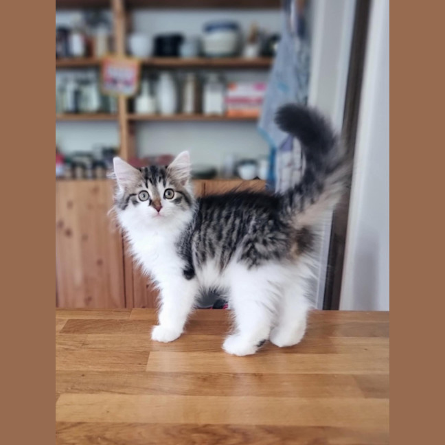 Photo of Mish   Located In Coburg