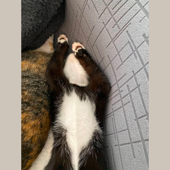 Photo of Fig