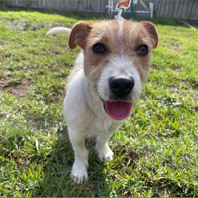 Photo of Frodo 