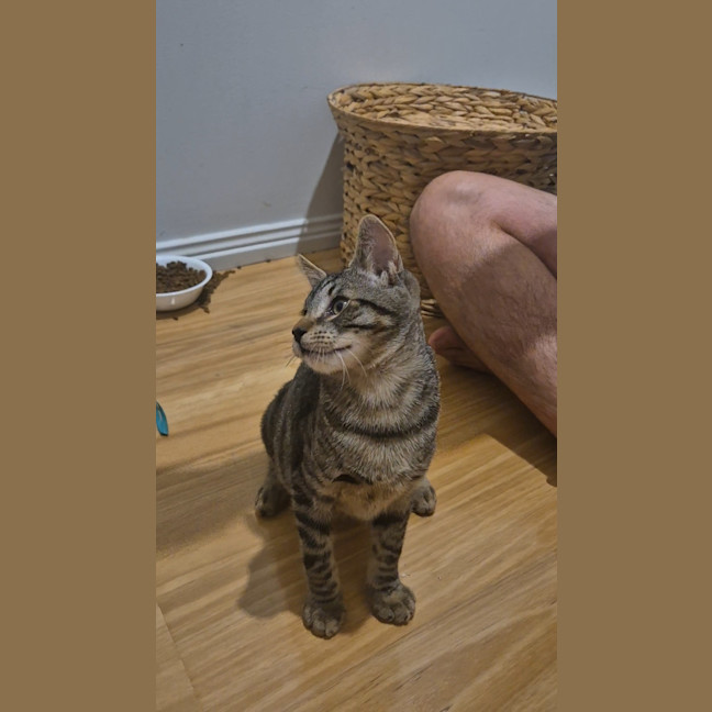 Photo of Milo