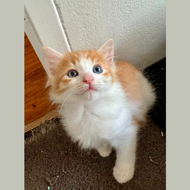 Photo of Freddy 🧡
