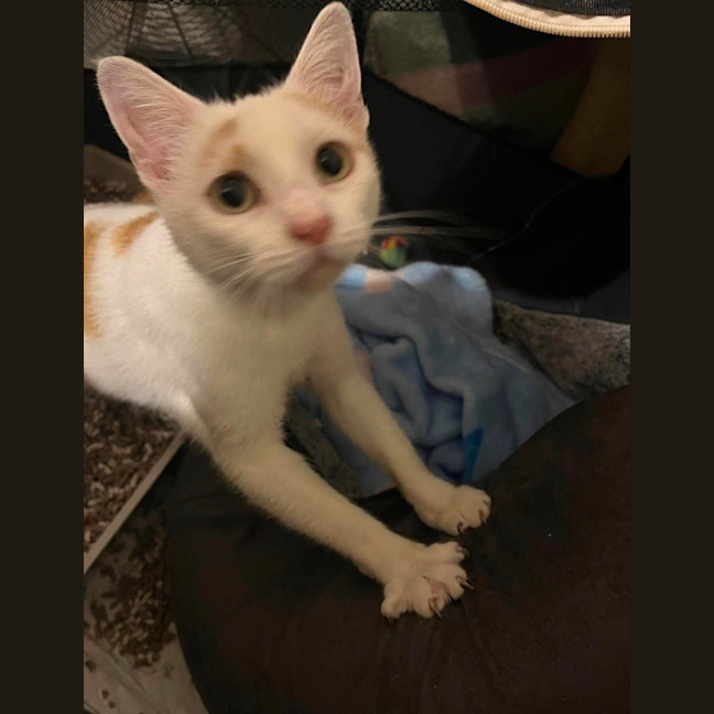 Photo of Peaches