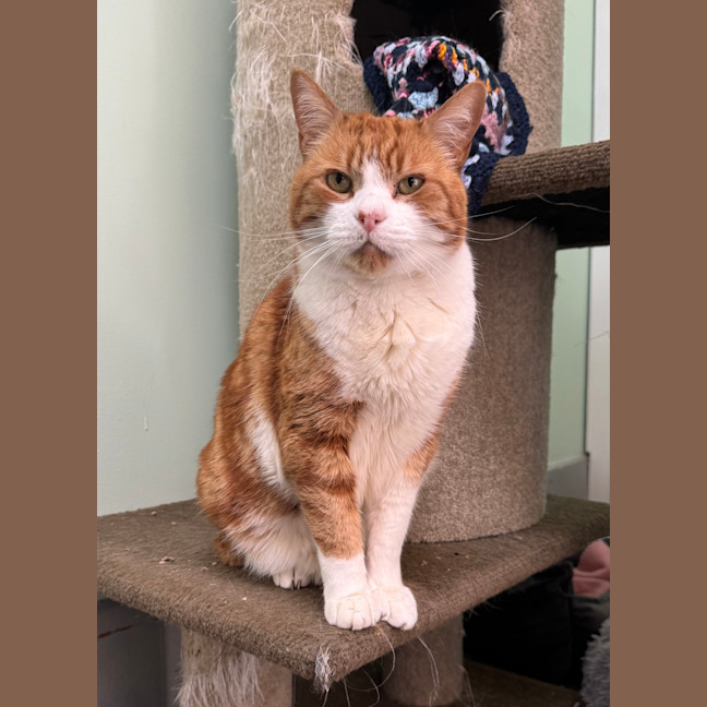 Photo of Tigger