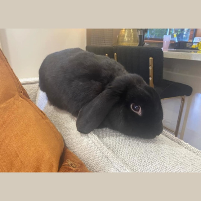 Photo of Bunbun Vinny