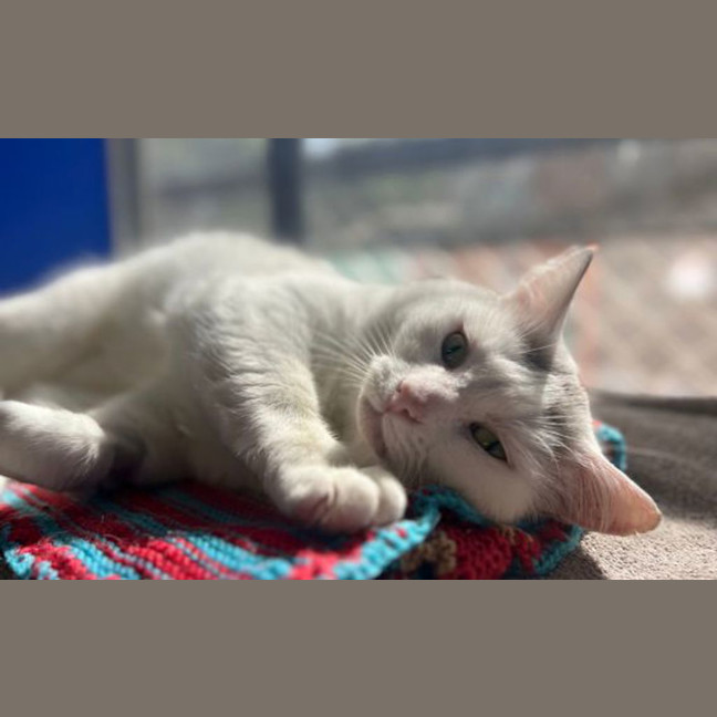 Photo of Mr. Chomps