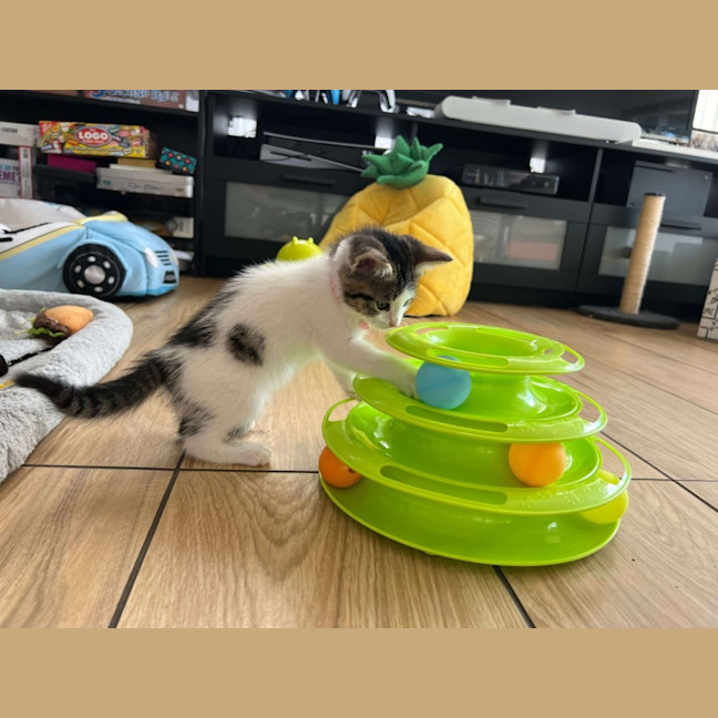 Photo of Charlie