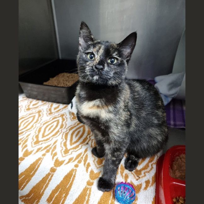 Photo of Selma