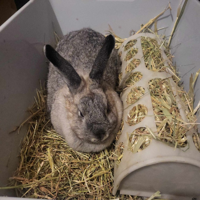 Photo of Abby Cadabby