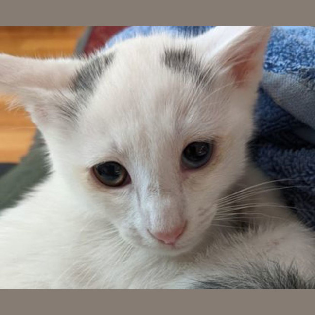 Photo of Snowy