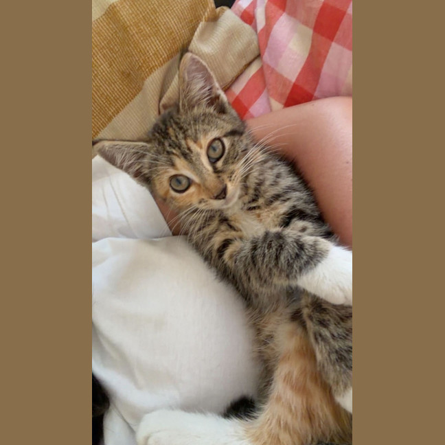 Photo of Feijoa (Fifi)