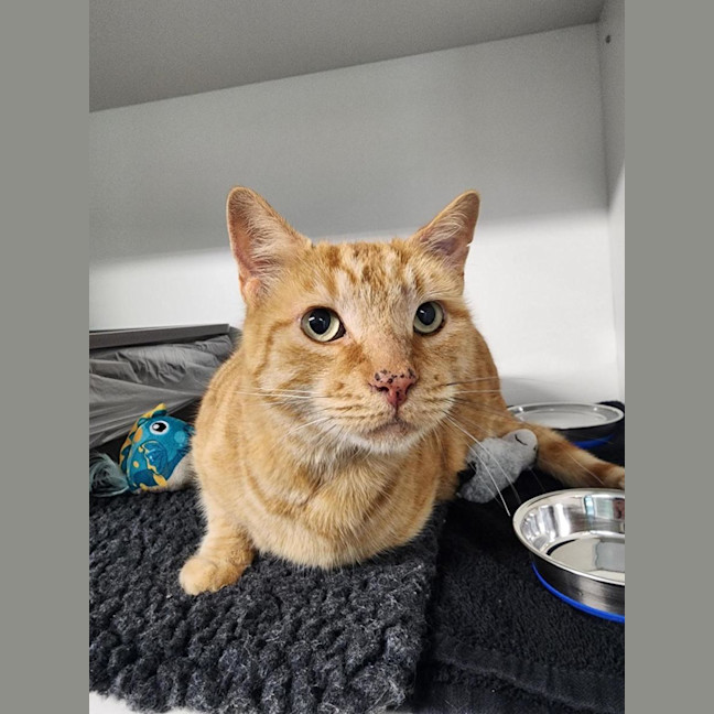 Photo of 🧡 Marmaduke 7133 🧡