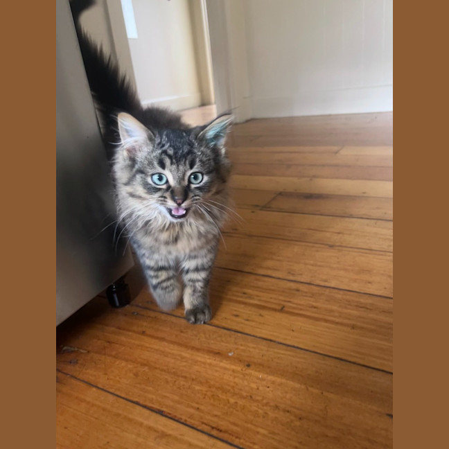 Photo of Percy